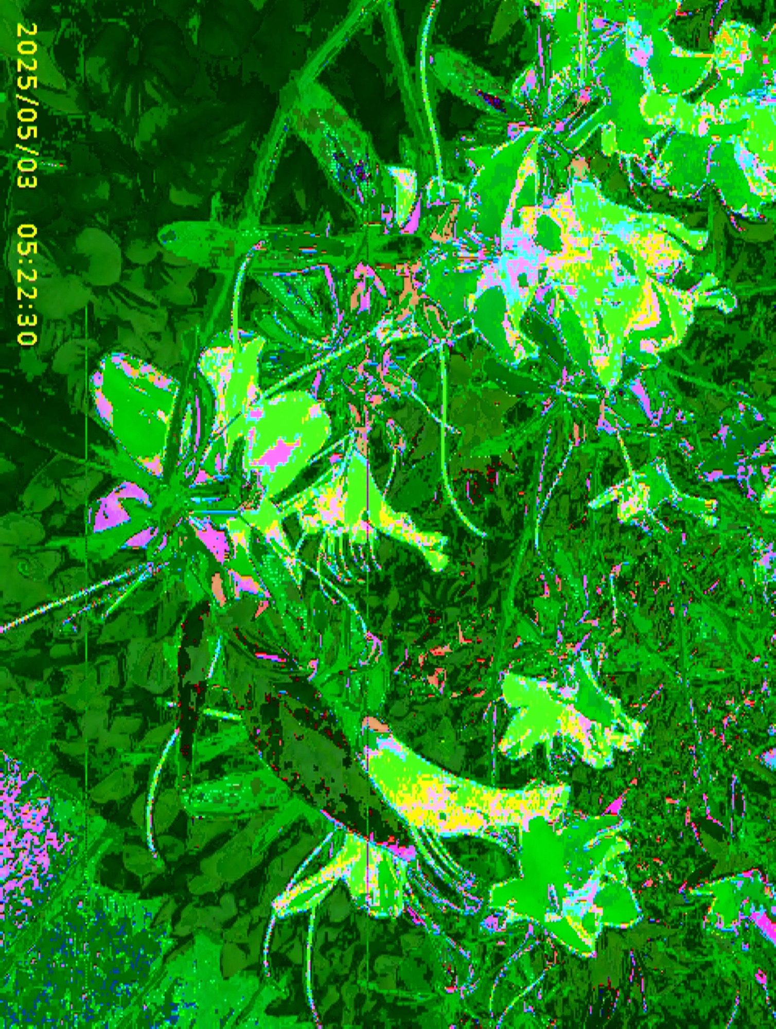 Garden 1, 2025