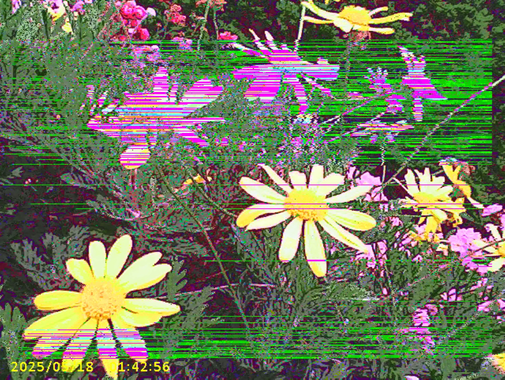 Garden 2, 2025